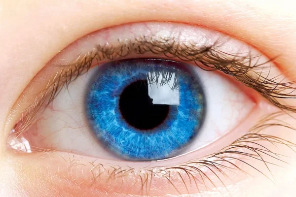 Eye: Muscles, Nerves, and Blood Vessels of the Eyes eye